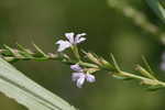 Wing-angle loosestrife